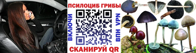 Галлюциногенные грибы Psilocybe  Кущёвская 